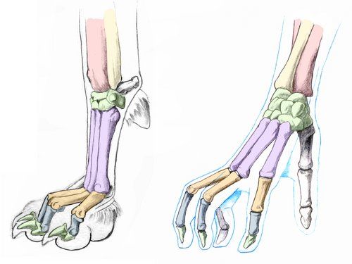 two different views of the wrist and hand bones, one showing the carpus and the second showing the tendus