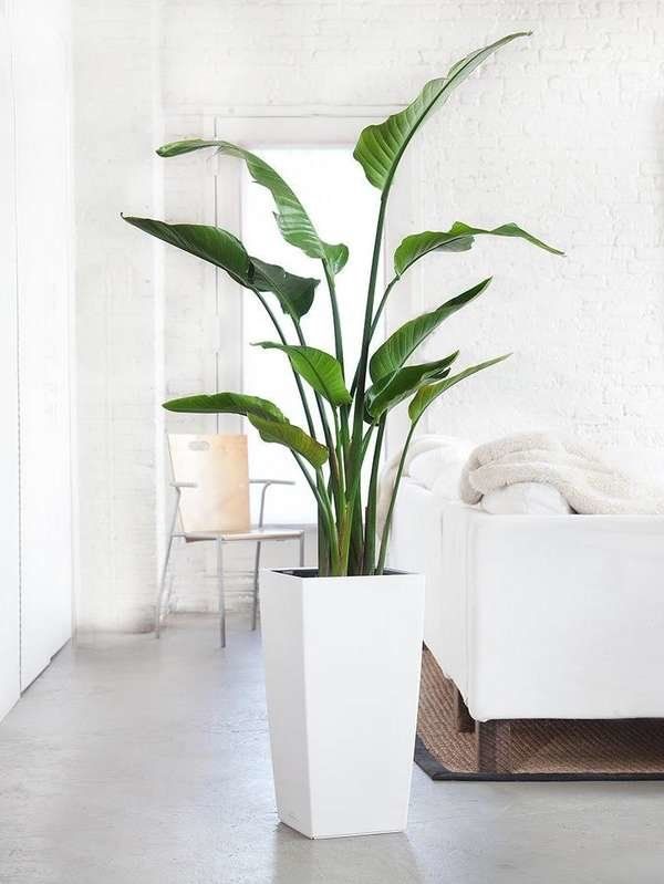 a large plant in a white pot next to a couch