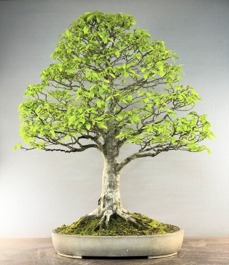 a bonsai tree with green leaves in a pot