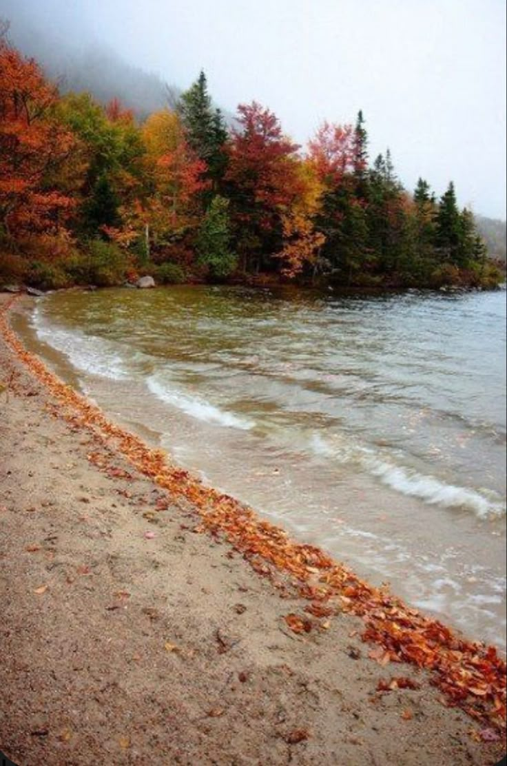 the beach is covered in autumn leaves and has many trees on both sides of it