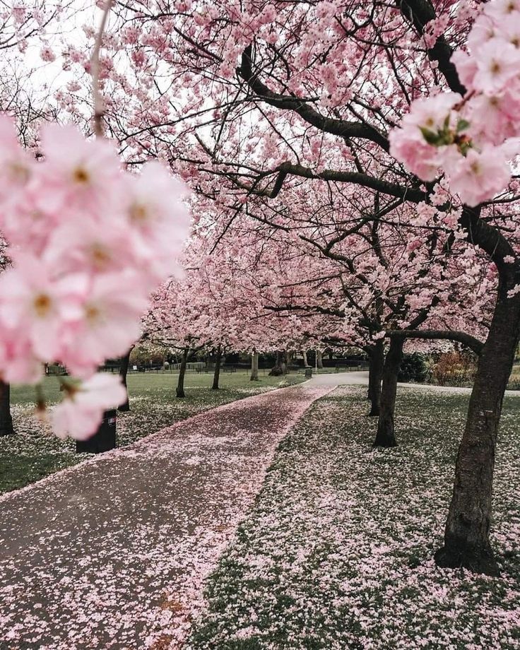 pink flowers are blooming on the trees and grass in front of a path that is lined