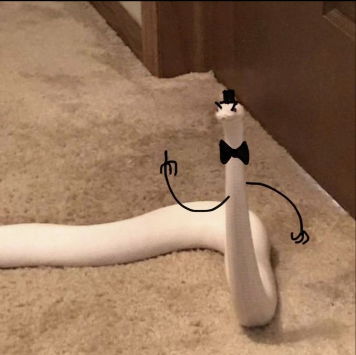 a white snake laying on the floor with a bow tie around it's neck