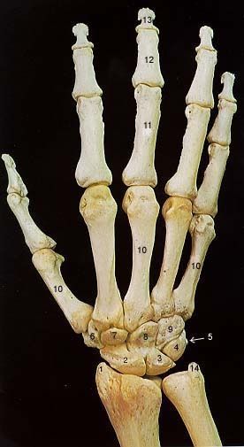 an x - ray view of the hand and wrist bones