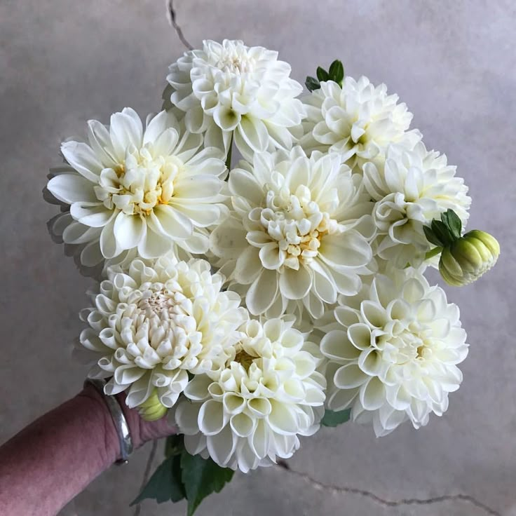 a person holding a bouquet of white flowers