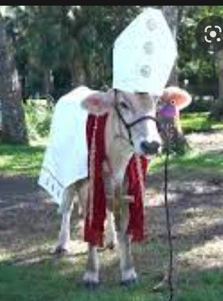 a cow with a white hat on its head and red scarf around it's neck