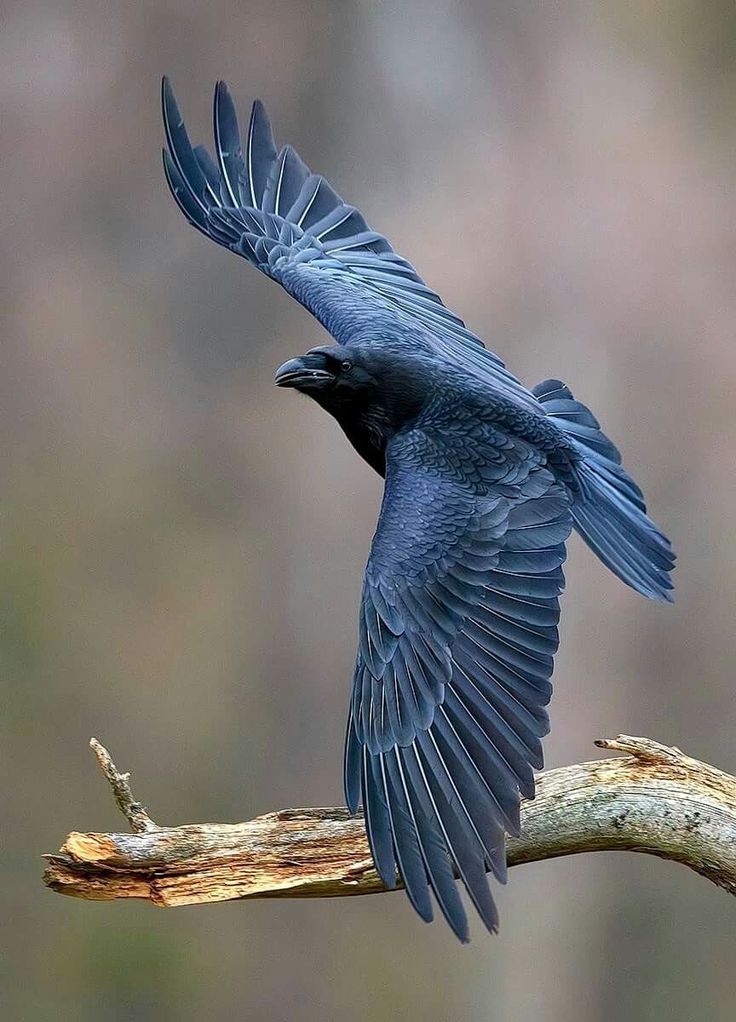 a blue bird is flying over a branch