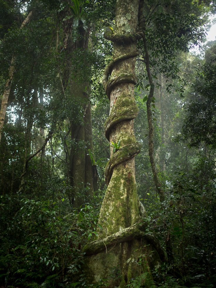 a mossy tree in the middle of a forest with lots of trees around it