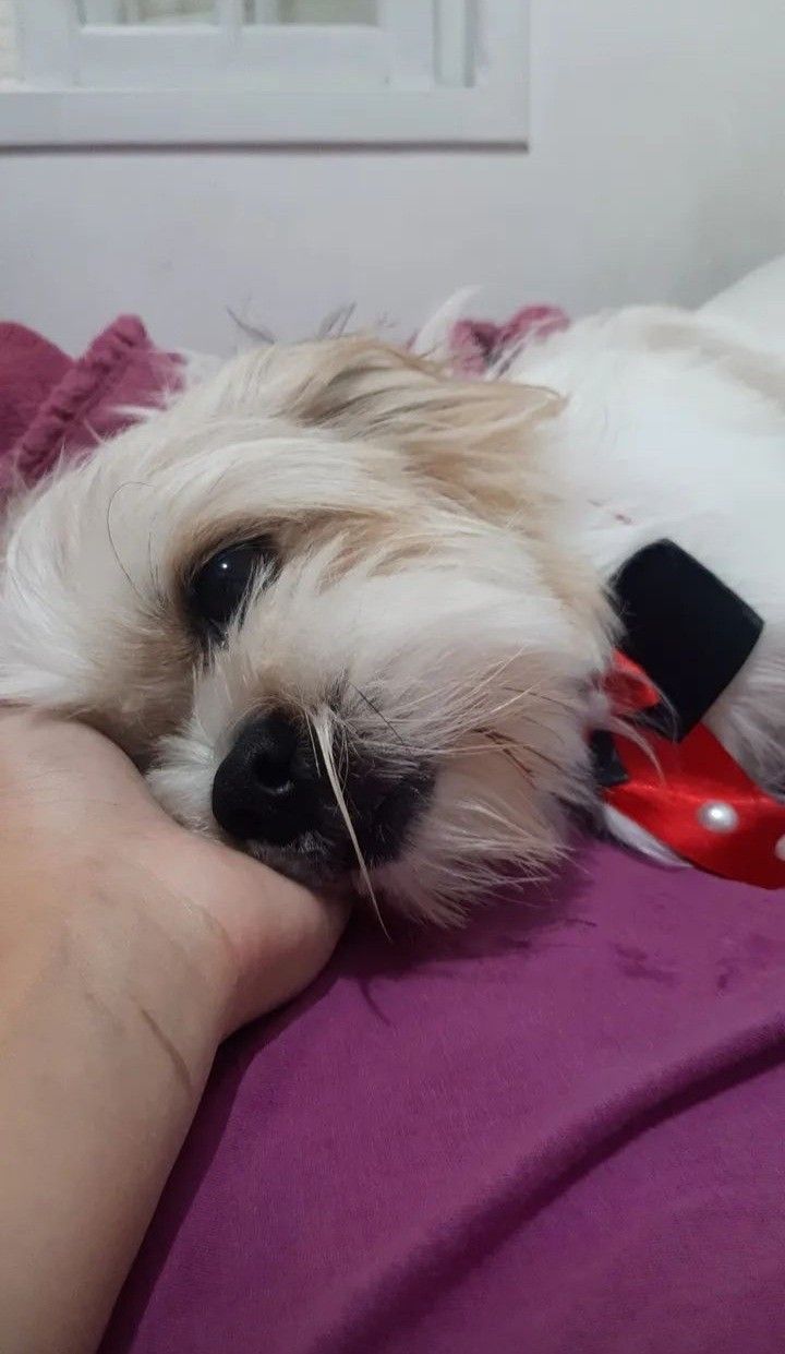 a small white dog laying on top of a bed next to a person's hand