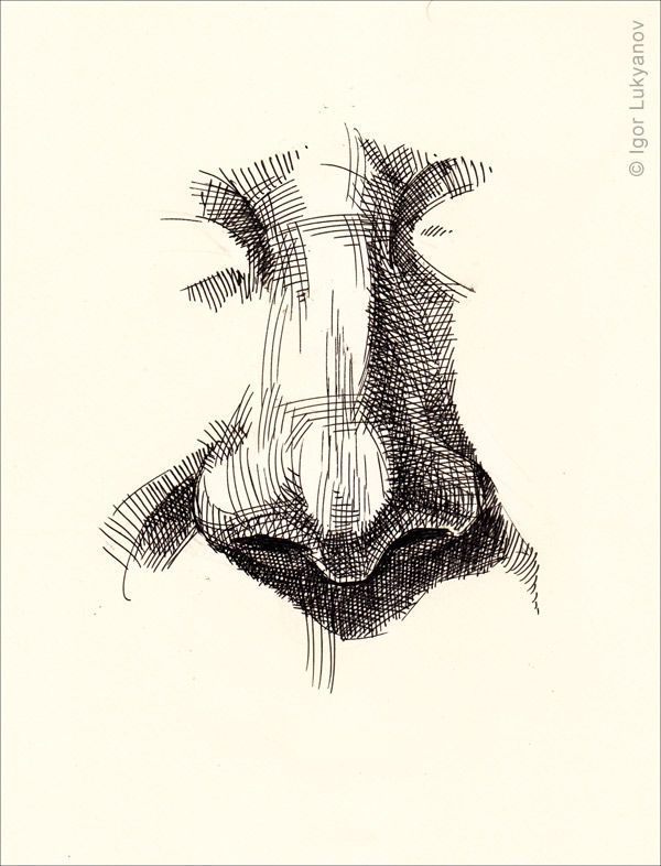 a black and white drawing of a cow's face with it's nose open