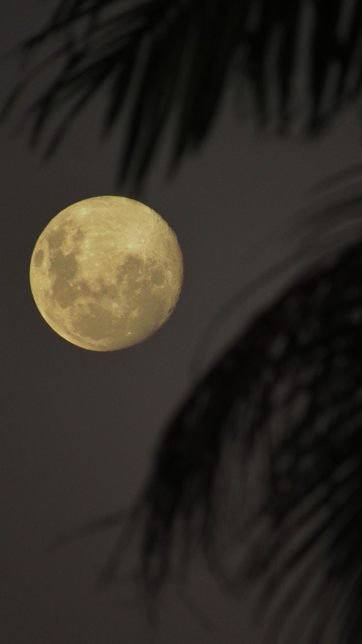 the full moon is seen through some trees