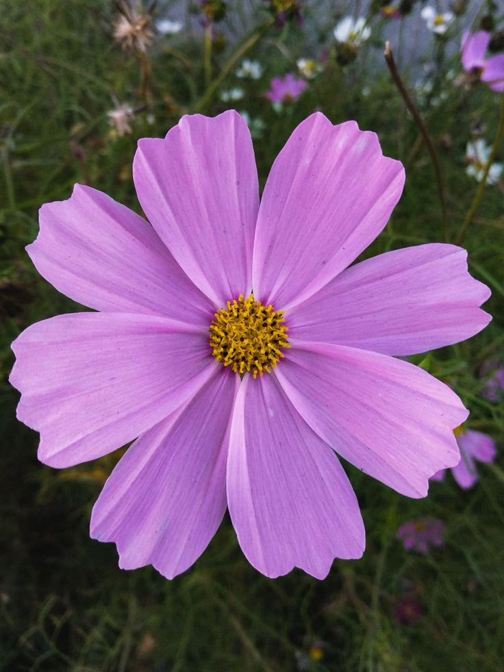 a purple flower with yellow center surrounded by other flowers