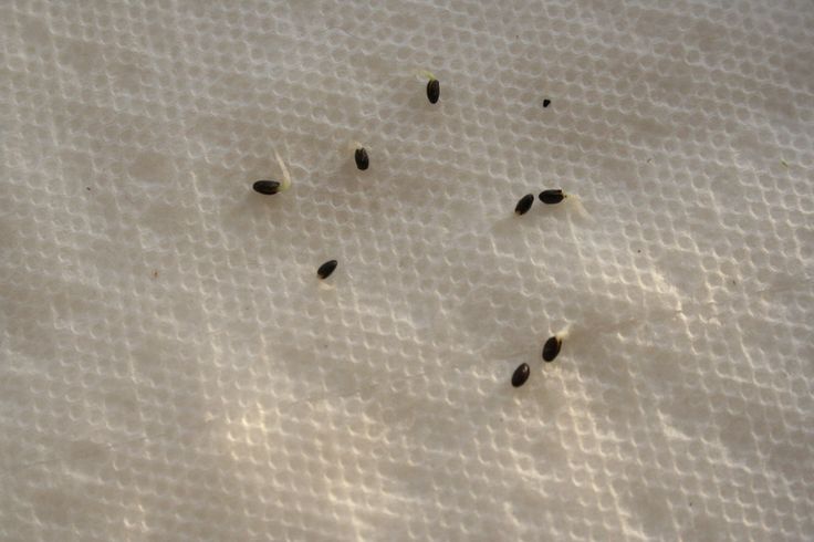 some tiny black bugs on a white sheet