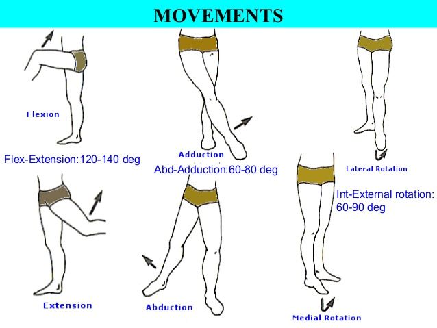 Hip Joint : Anatomy, Movement & Muscle involvement » How To Relief Hip Joints Anatomy, Anatomy Movement, Hip Anatomy, Joints Anatomy, Gym Instructor, Lower Leg Muscles, Hamstring Muscles, Pelvic Bone, Massage Therapy Business