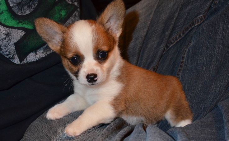 a small brown and white dog laying on top of a person's lap next to a pillow