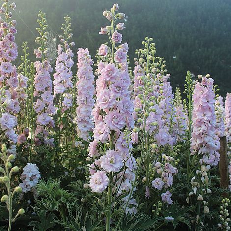 pink flowers are blooming in the garden