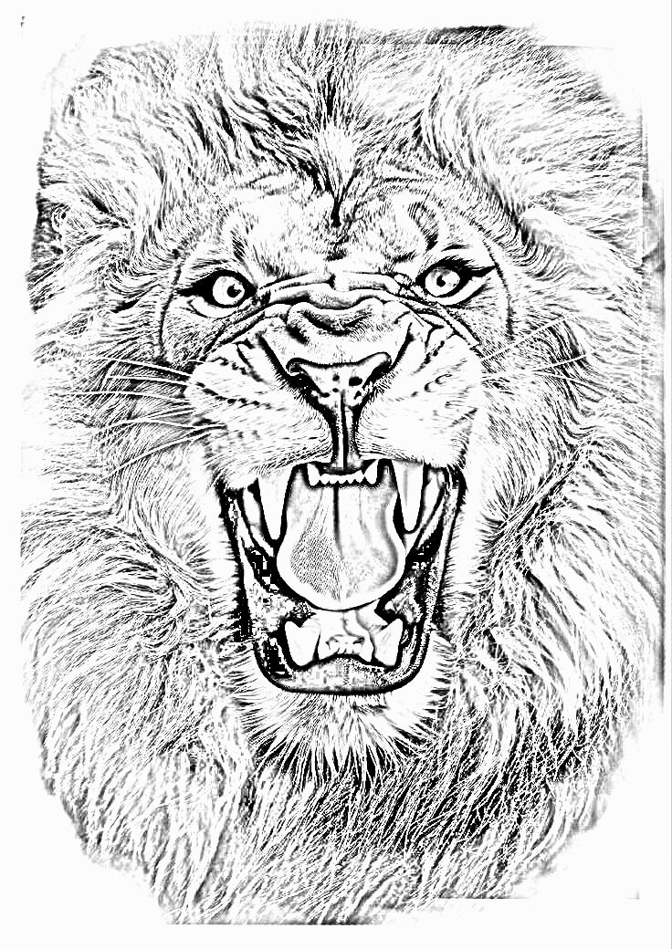 a black and white drawing of a lion's face with its mouth open, showing teeth