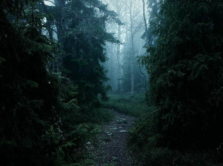 a path in the middle of a forest with trees on both sides and foggy skies overhead