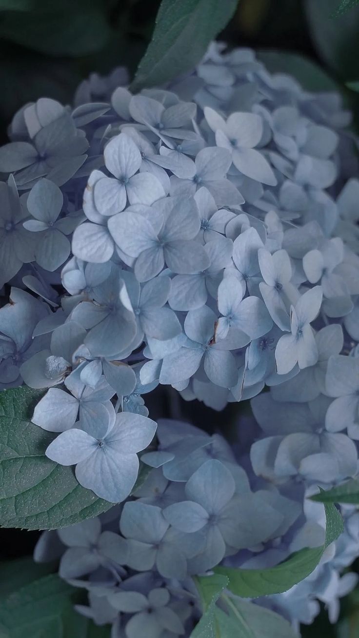 blue flowers with green leaves in the background