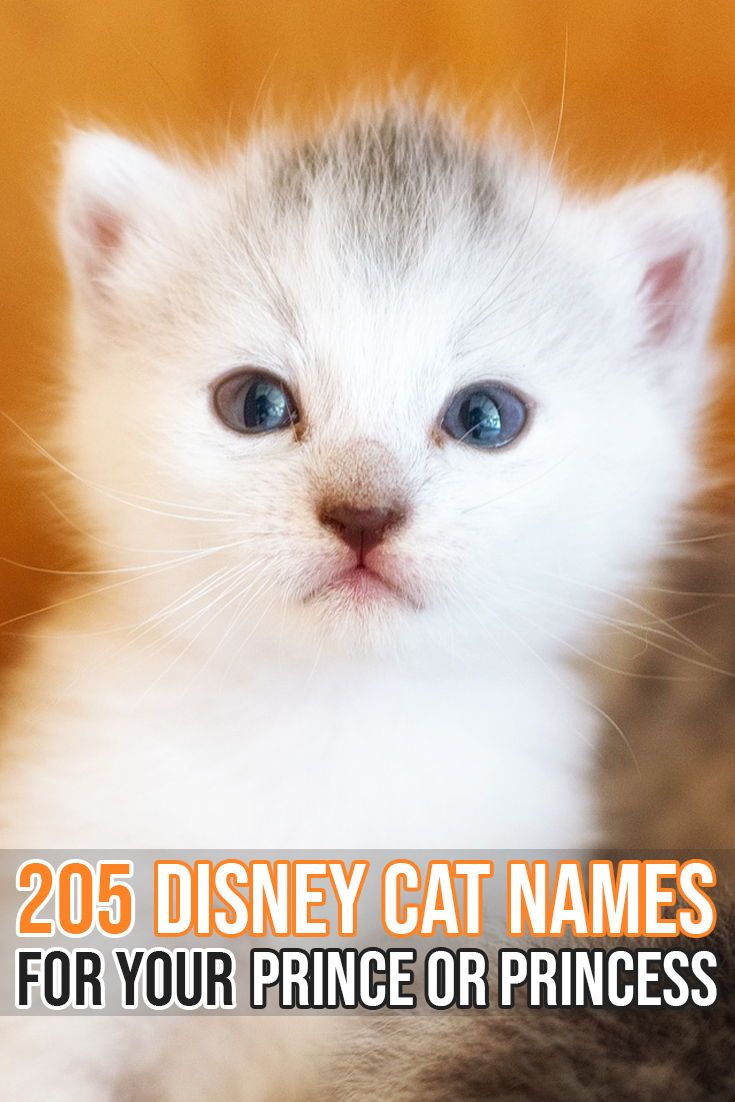 a white kitten with blue eyes and the words 205 disney cat names for your prince or princess