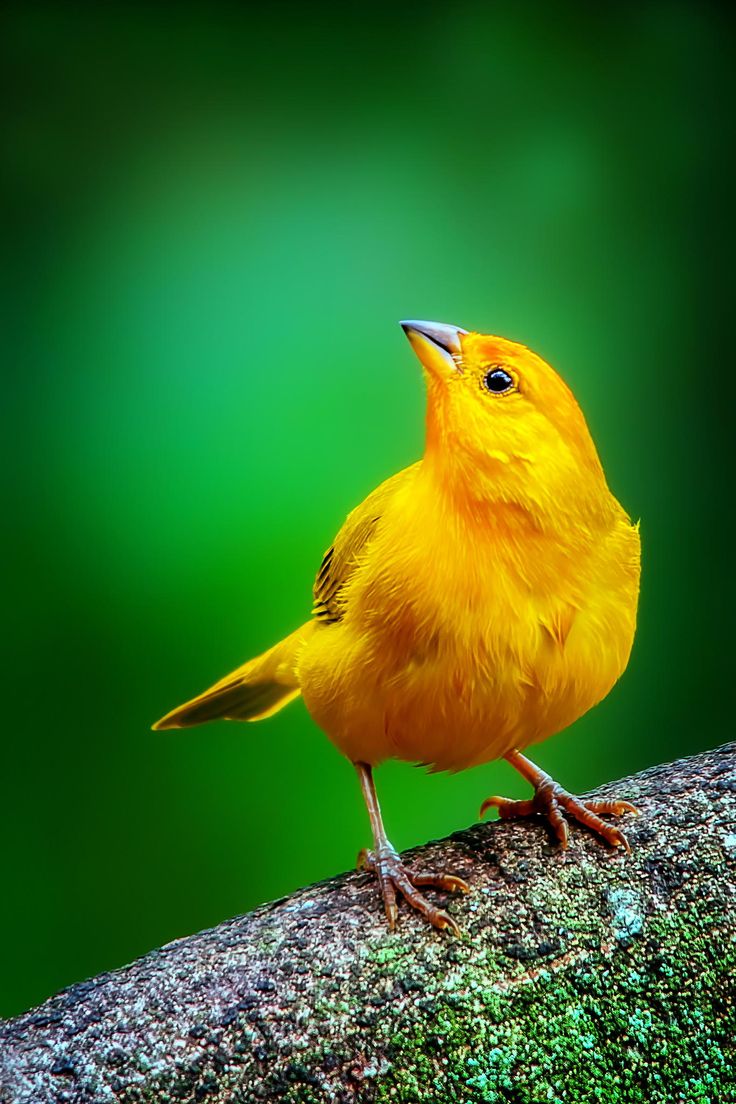 a small yellow bird sitting on top of a tree branch in front of a green background