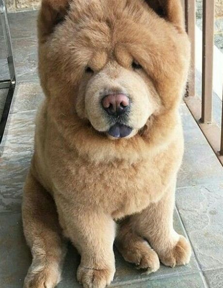 a large brown dog sitting on top of a stone floor