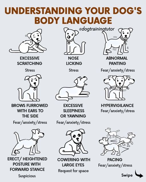 a poster with instructions on how to understand your dog's body language