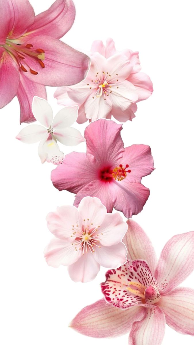 pink and white flowers on a white background