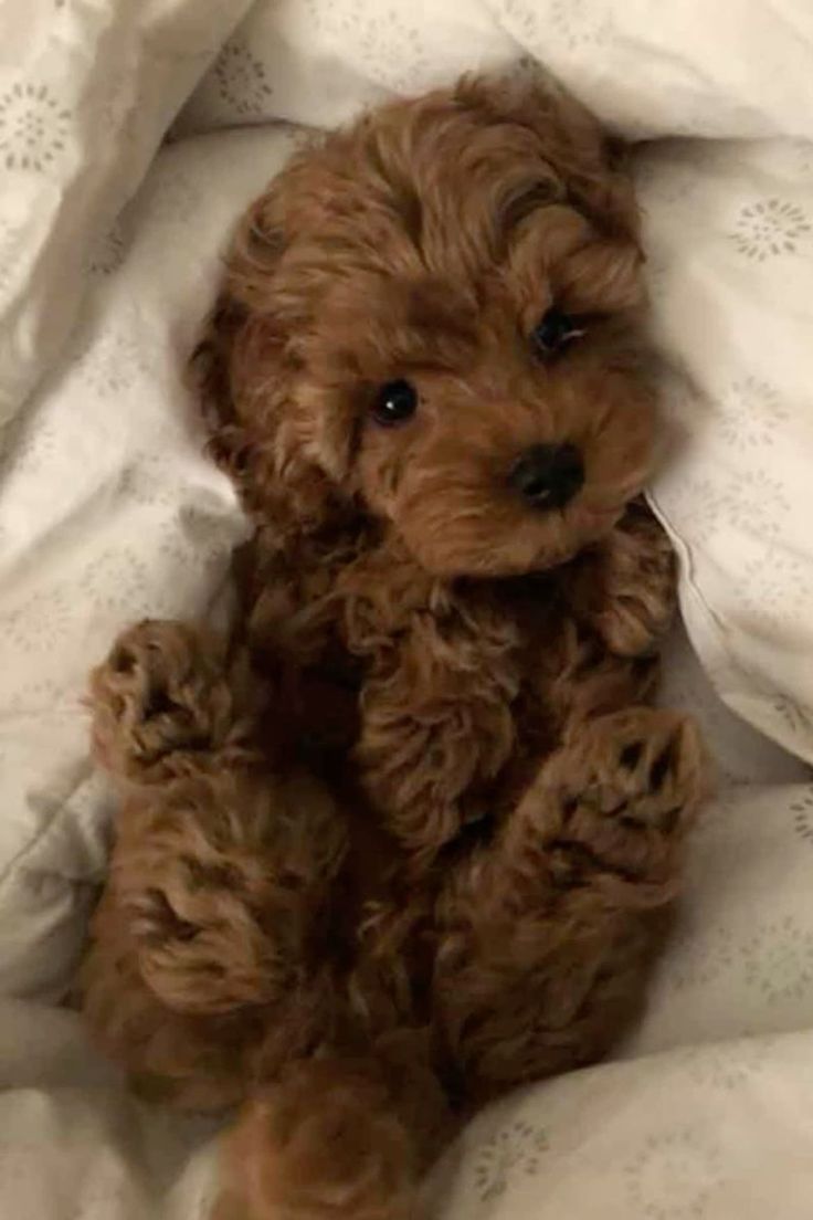 a small brown dog sitting on top of a bed covered in white sheets and pillows