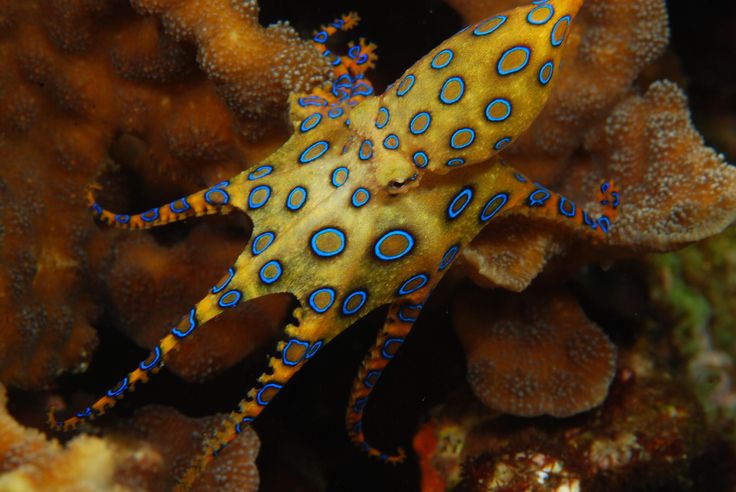 an orange and blue octopus sitting on top of a coral