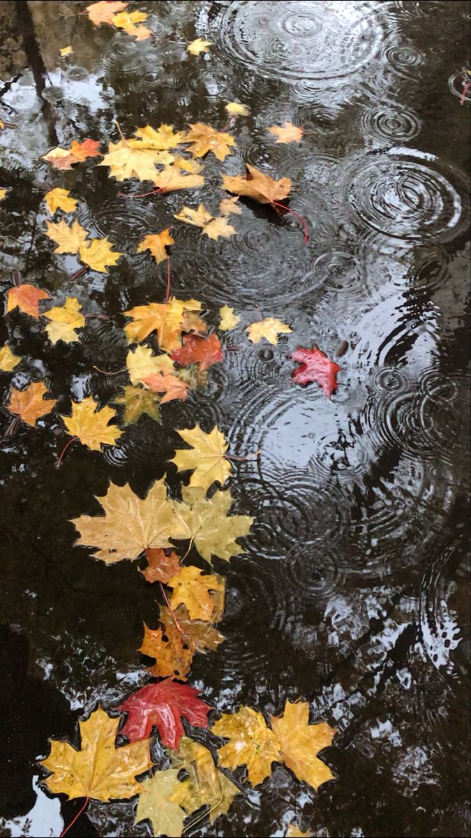 autumn leaves floating on the water with raindrops