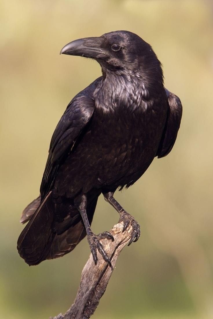 a large black bird sitting on top of a tree branch in front of a blurry background