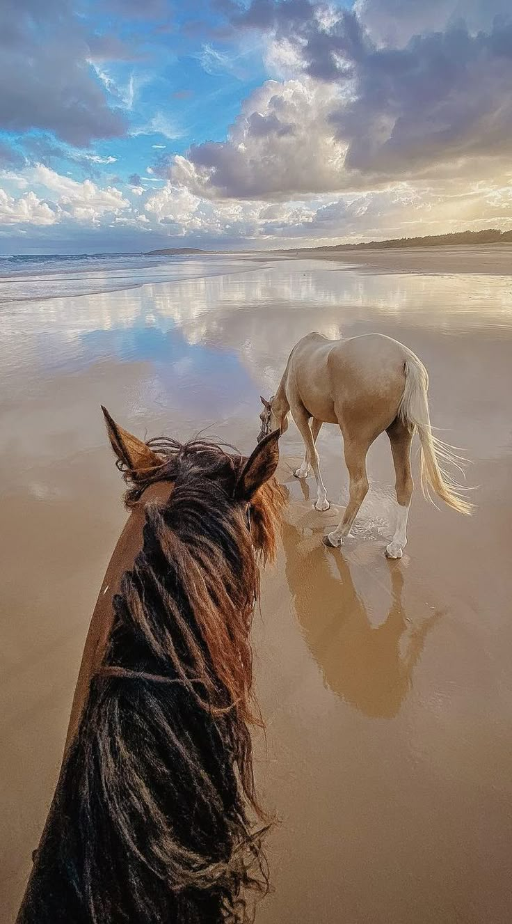 two horses standing on top of a sandy beach next to the ocean under a cloudy sky