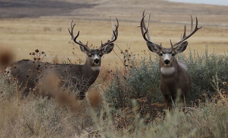 two deer standing next to each other in a field