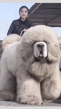 a large white dog sitting on top of a pile of dirt next to a woman