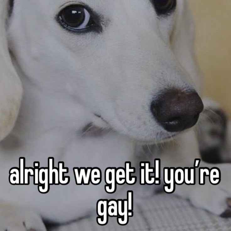 a white dog sitting on top of a bed with the caption alright we get it you're gay