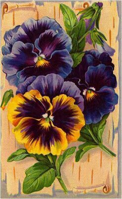 three purple and yellow pansies with green leaves on a beige background text reads best wishes