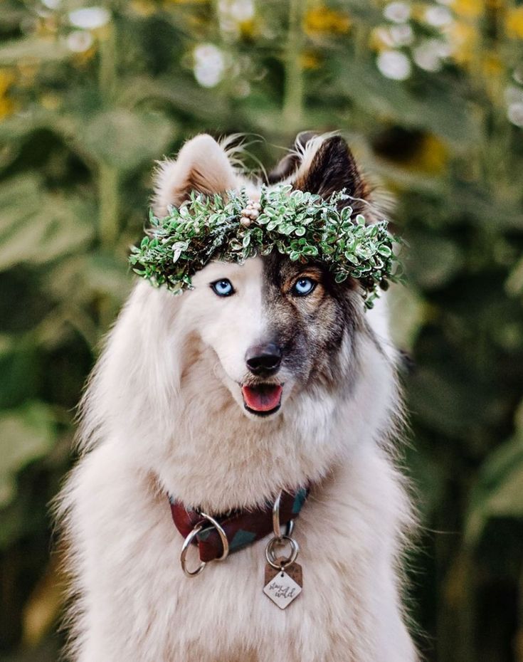 a white dog with blue eyes and a wreath on its head is standing in front of some flowers