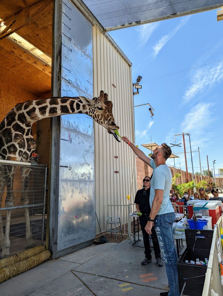 a man feeding a giraffe from his hand at an outdoor market area with people looking on