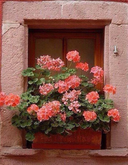 pink flowers in a window box on a red wall