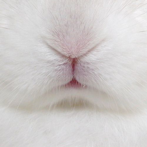 a close up view of a white rabbit's face with pink eyes and nose