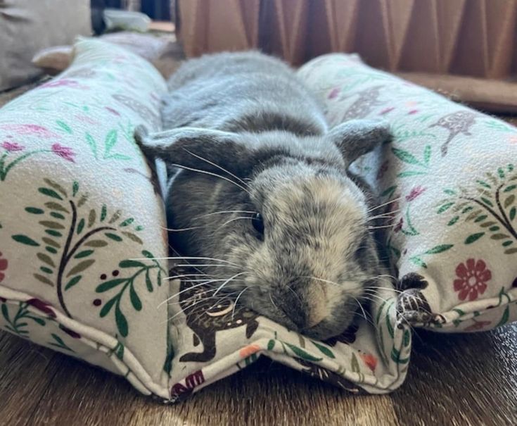 a gray and white rabbit laying on top of a pillow