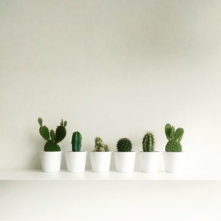 a row of small cactus plants sitting on top of a white shelf