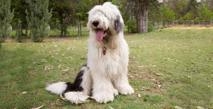 a shaggy white and black dog sitting on top of a grass covered field with trees in the background