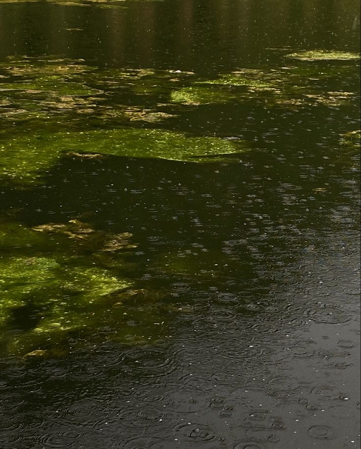 an umbrella floating on top of a lake filled with green algae covered water lilies