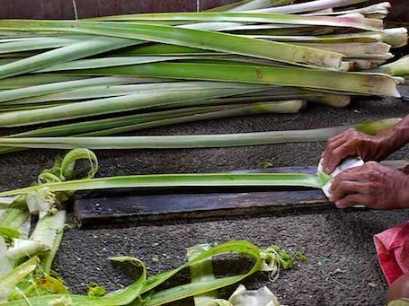 a person cutting up some green onions on the ground