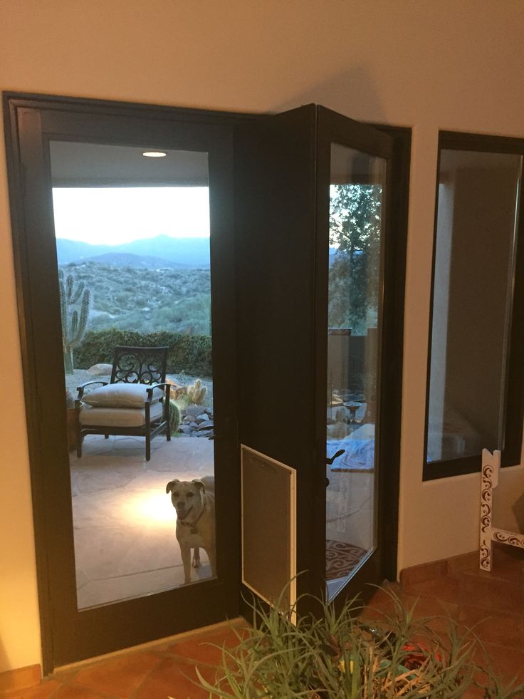 a dog is standing in front of the door to his patio and looking into the living room