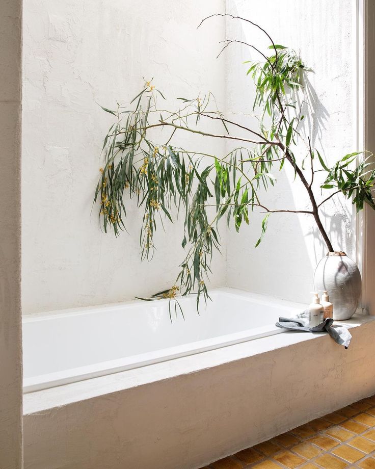 a potted plant sitting on the edge of a bathtub next to a window