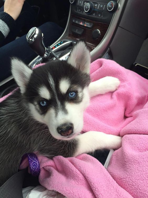 a husky puppy is sitting on a pink blanket in the driver's seat of a car