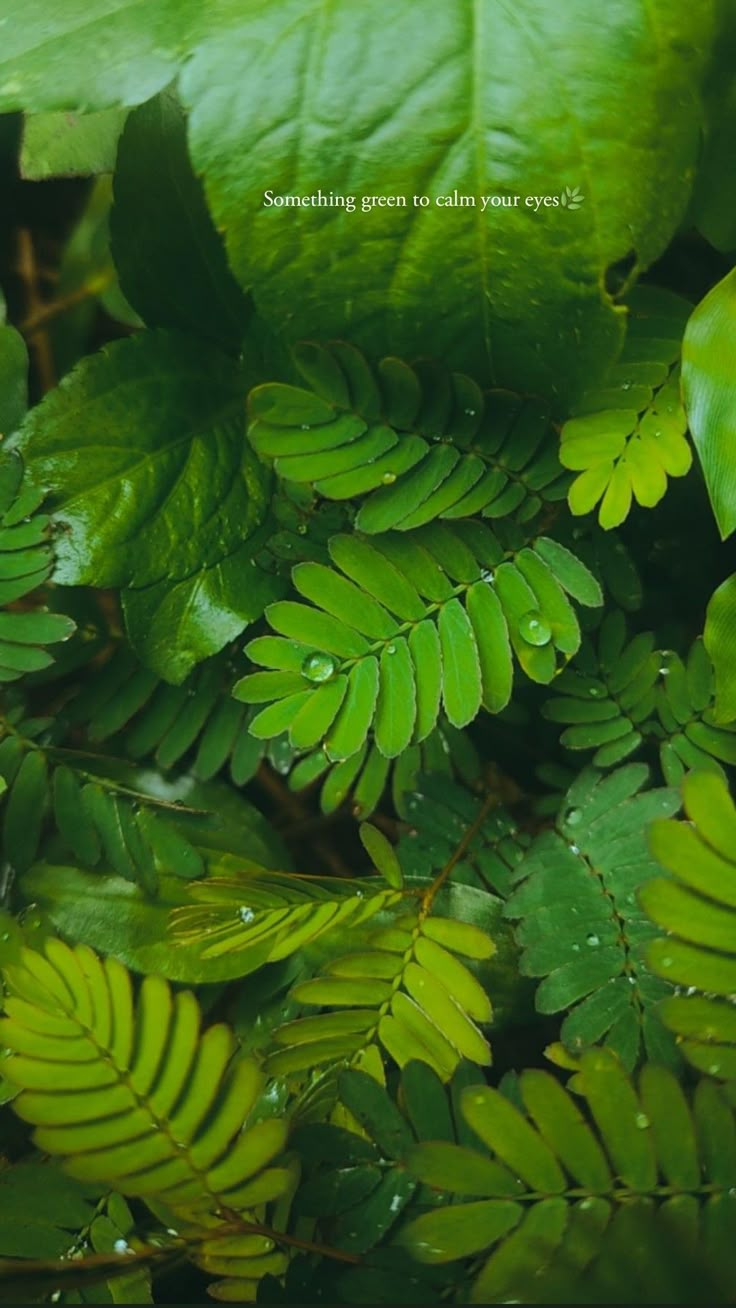 Raindrops on leaves on a rainy day. Touch me not/ Mimosa pudica. Caption For Leaves Pic, Leaves Caption Instagram, Raindrops Captions, Instagram Story Nature Ideas, Flower Insta Story Ideas, Story Nature Ideas, Green Aesthetic Captions, Insta Captions Nature, Caption For Greenery Pictures