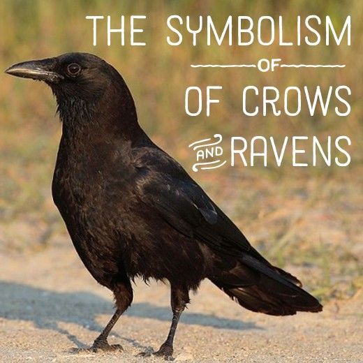 a black bird standing on top of a dirt road next to grass and bushes with the words, the symbolism of crows and raven